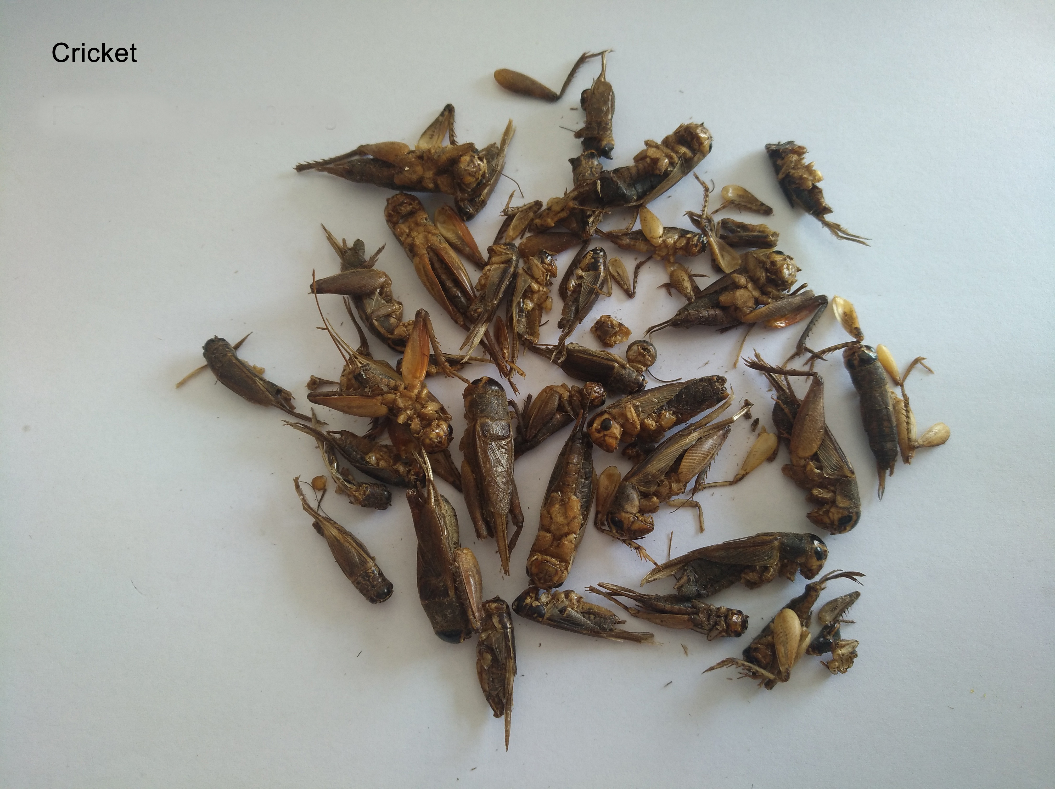 Dried crickets