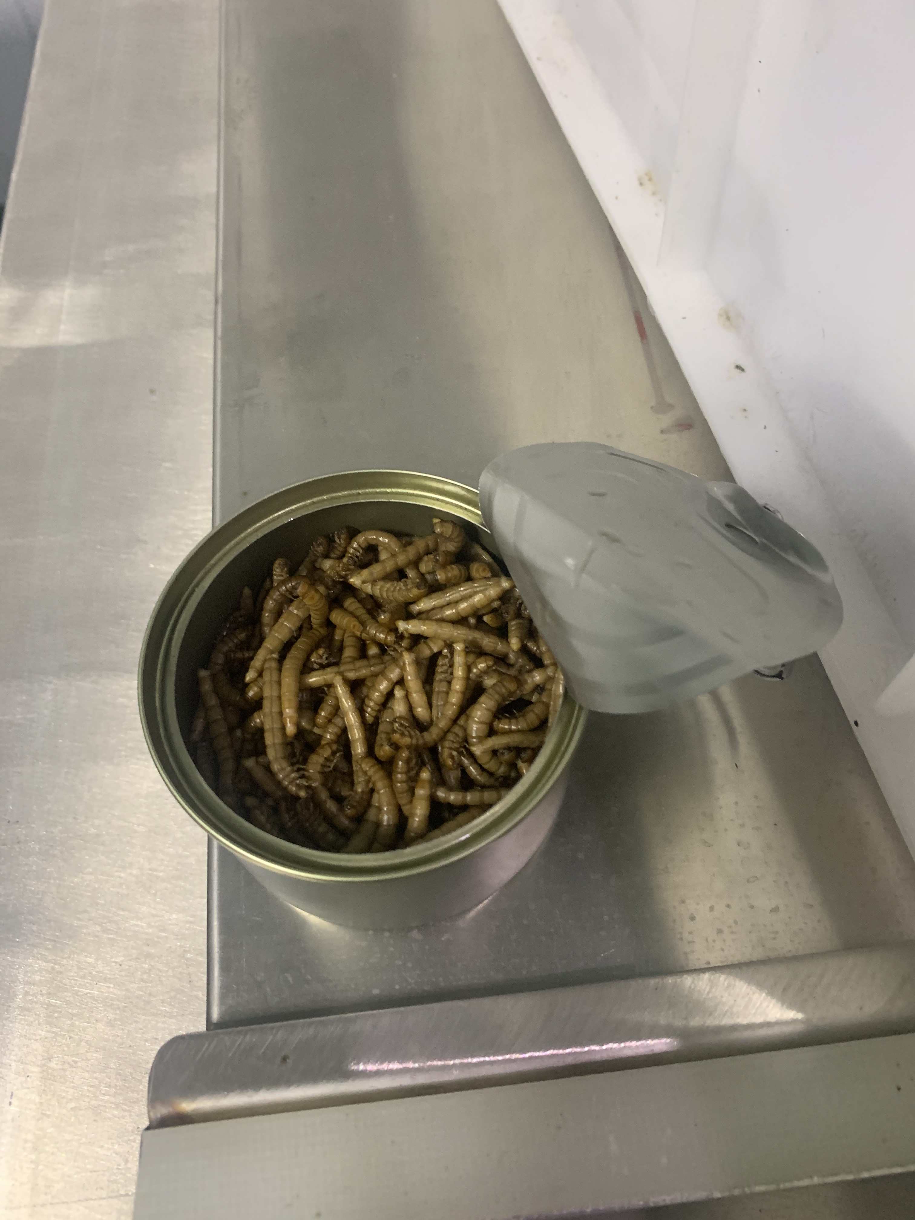 Fresh mealworms