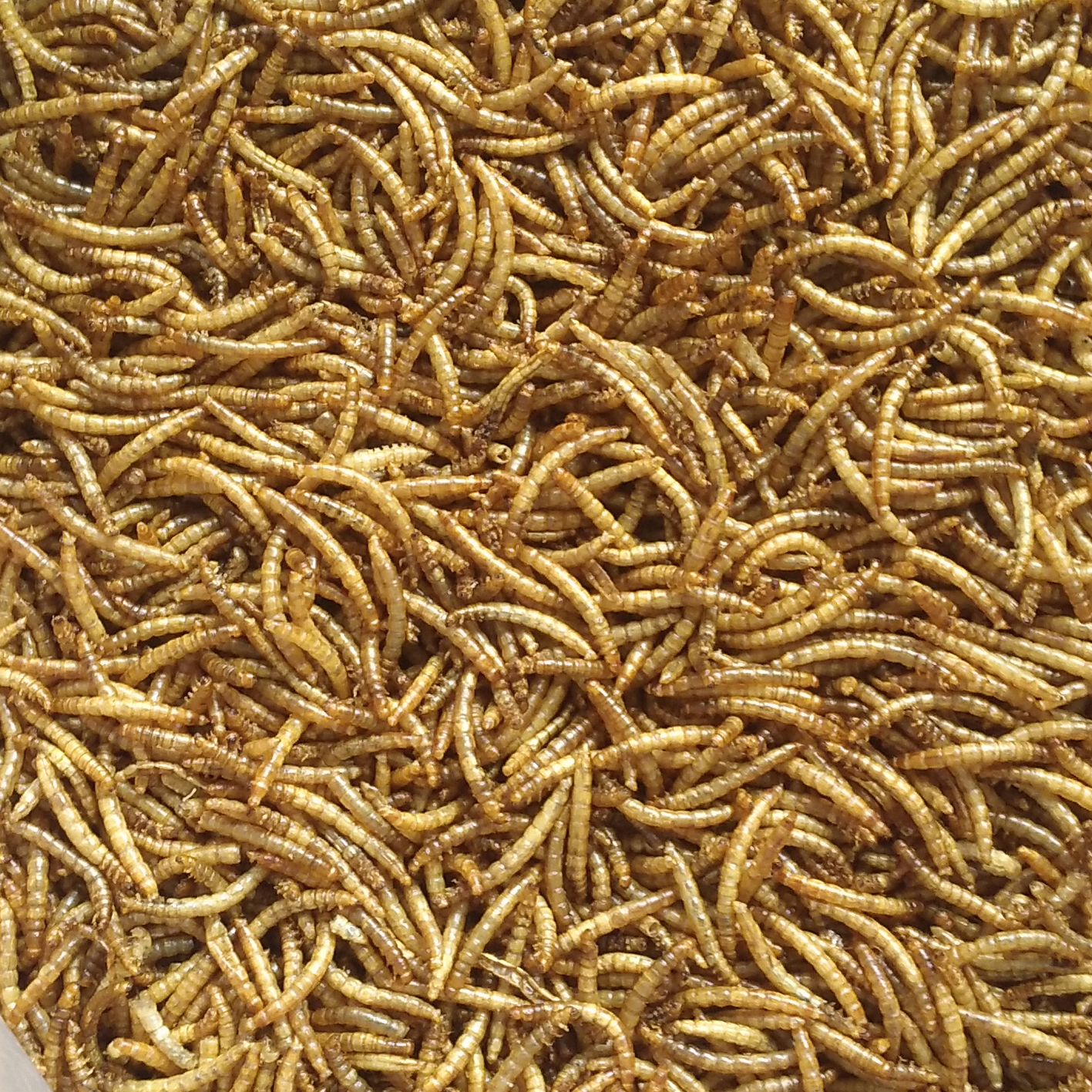 Microwave Dried Mealworms