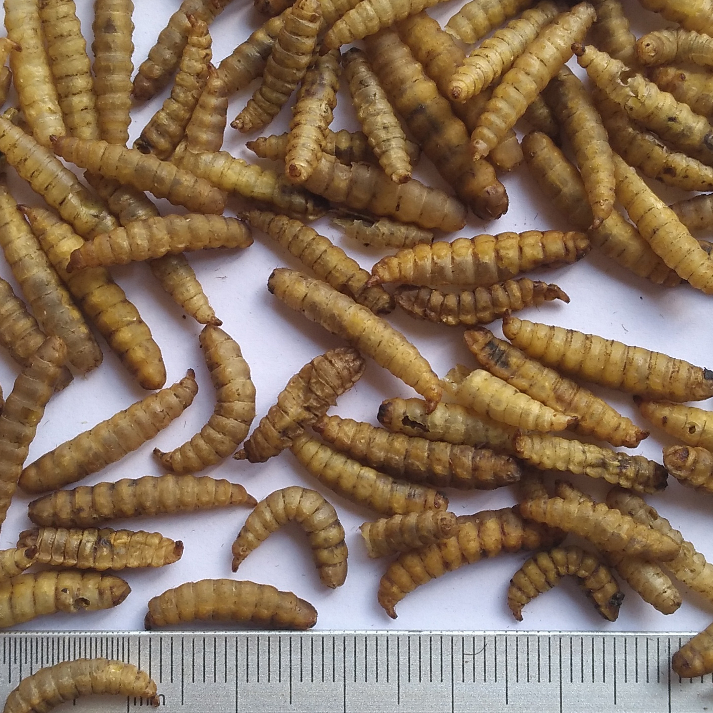 Microwave Dried Black Soldier Fly Larvae